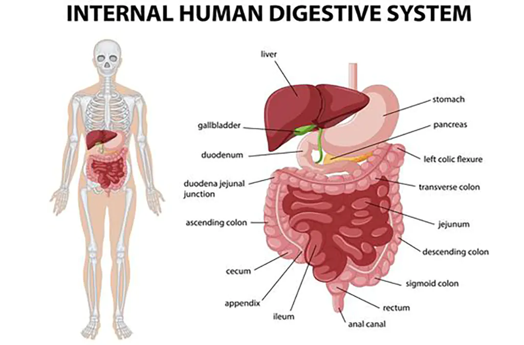 sistem pencernaan manusia